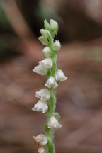 Checkered Rattlesnake Plantain