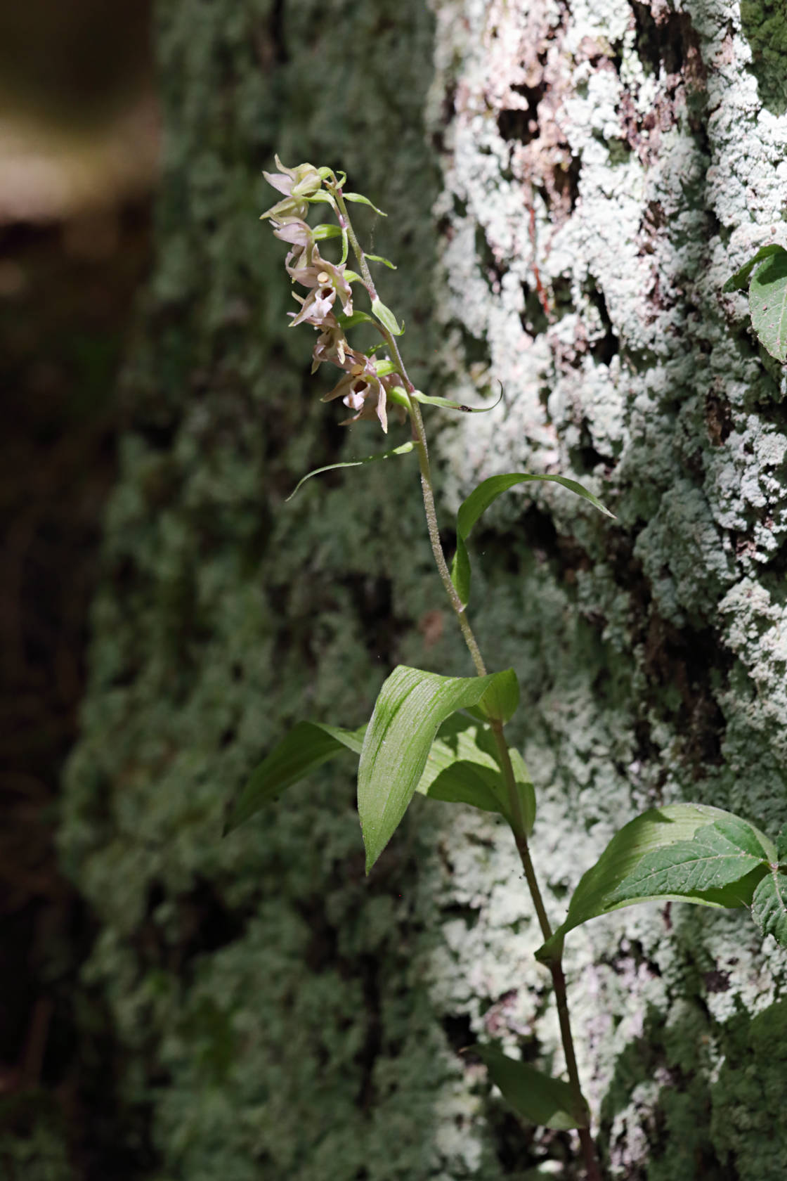 Broad-Leaved Helleborine