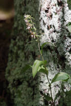 Epipactis helleborine