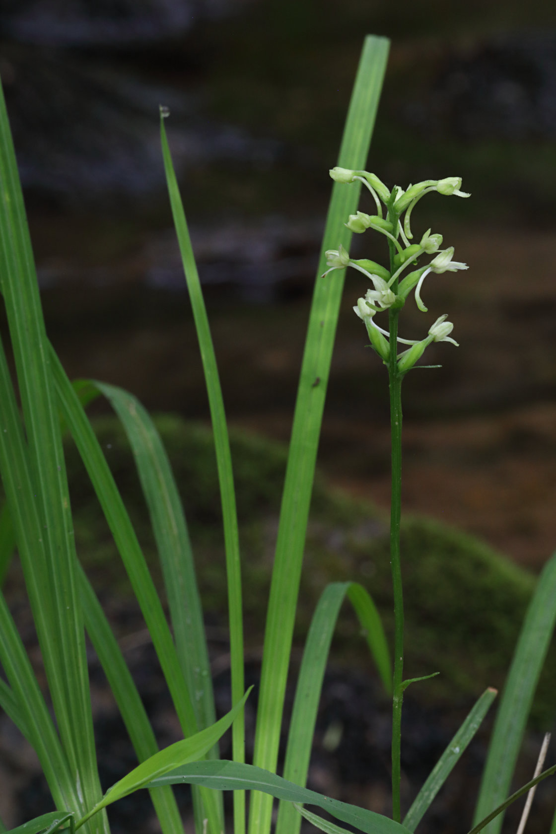 Little Club-Spur Orchid