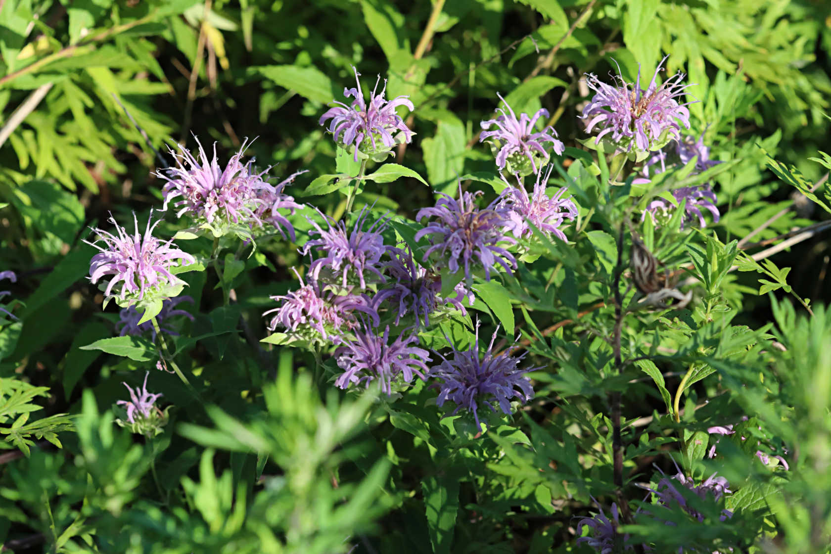 Wild Bergamot