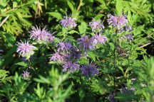 Monarda fistulosa