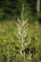 Broad Leaved Bunchflower