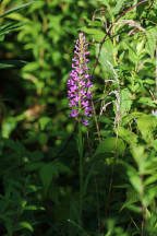 Small Purple Fringed Orchid