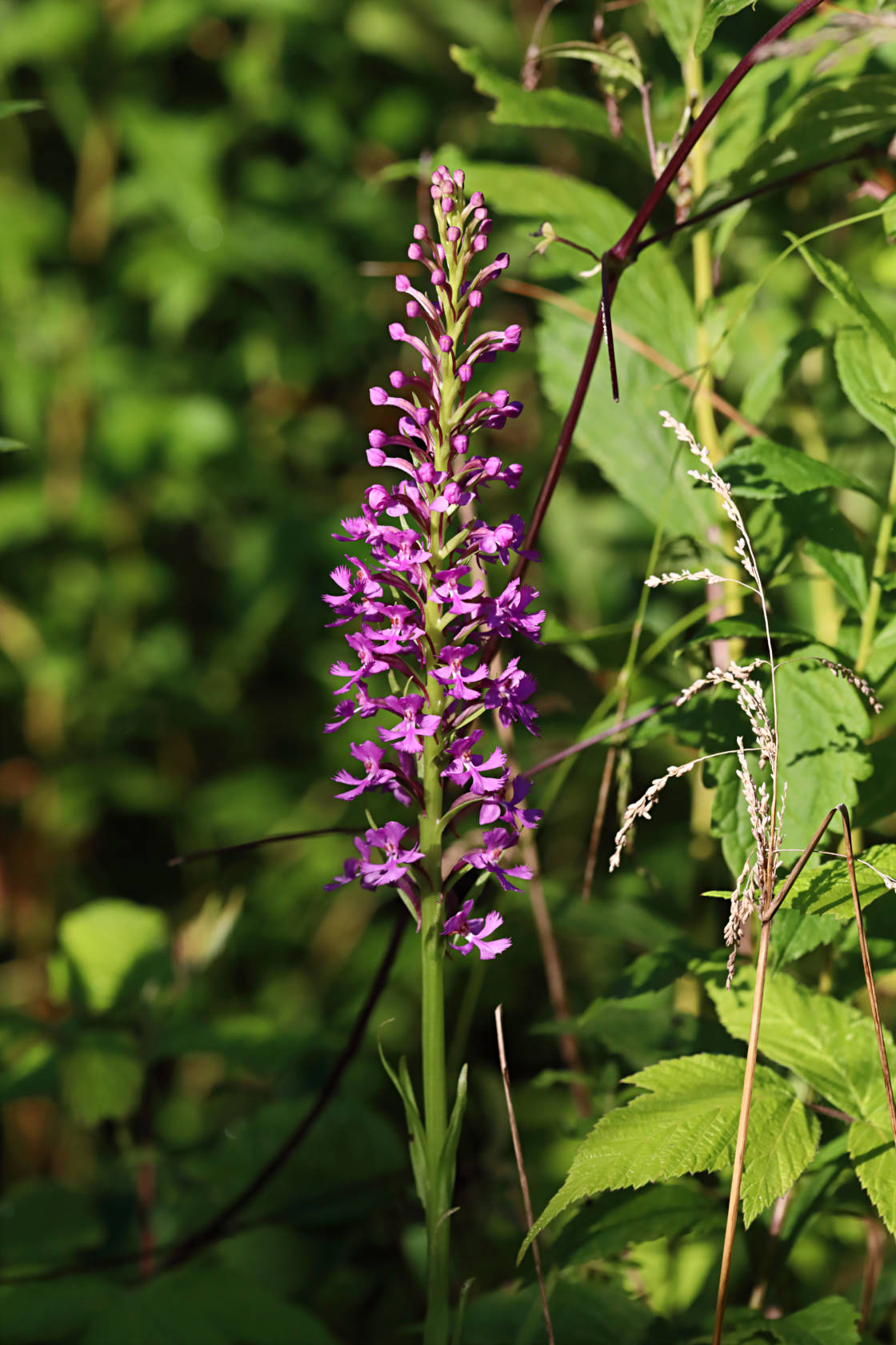 Small Purple Fringed Orchid