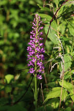 Small Purple Fringed Orchid