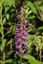 Small Purple Fringed Orchid