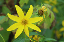 Helianthus divaricatus