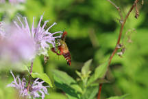 Monarda fistulosa