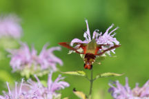 Monarda fistulosa