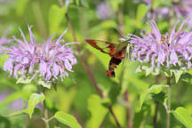 Monarda fistulosa