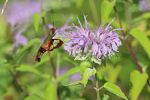 Monarda fistulosa