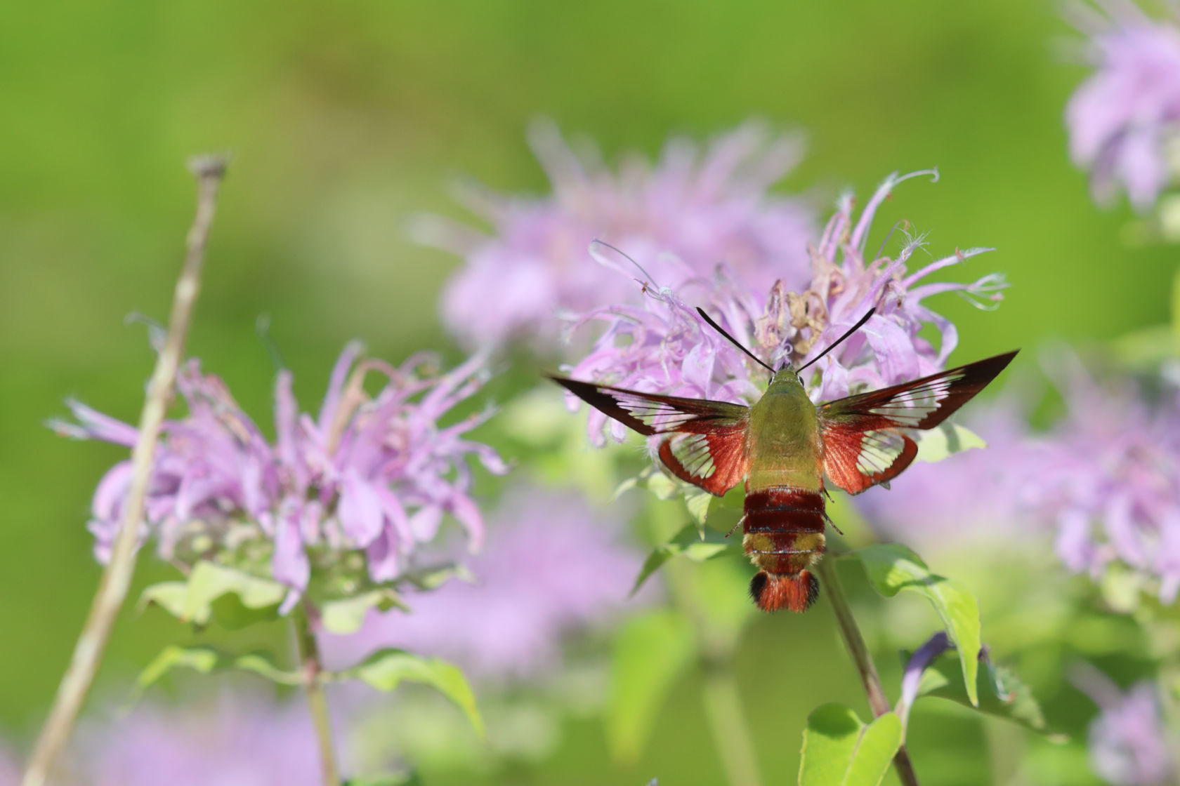 Hummingbird Clearwing Moth on Wild Bergamot