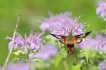 Monarda fistulosa