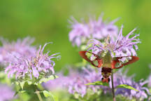 Hummingbird Clearwing Moth on Wild Bergamot