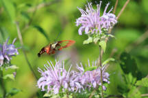 Monarda fistulosa