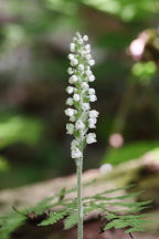 Goodyera pubescens