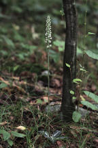 Goodyera pubescens