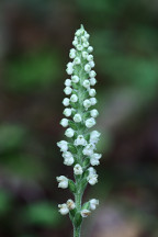 Downy Rattlesnake Plantain