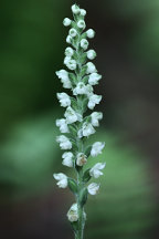 Goodyera pubescens