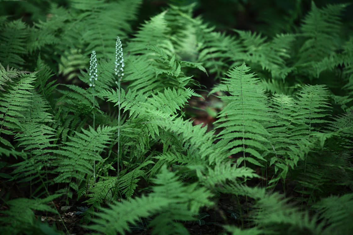 Downy Rattlesnake Plantain and New York Fern