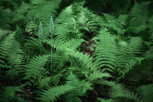 Downy Rattlesnake Plantain and New York Fern