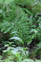 Small Purple Fringed Orchid