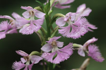 Small Purple Fringed Orchid