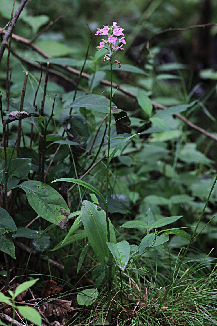 Small Purple Fringed Orchid