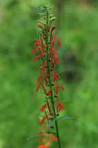 Lobelia cardinalis