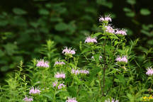 Monarda fistulosa