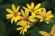 Helianthus divaricatus