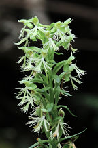 Platanthera lacera