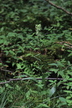 Platanthera lacera