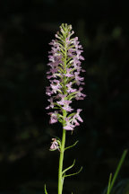 Small Purple Fringed Orchid