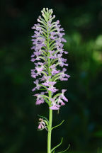 Platanthera psycodes