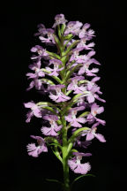 Platanthera psycodes