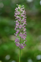 Small Purple Fringed Orchid