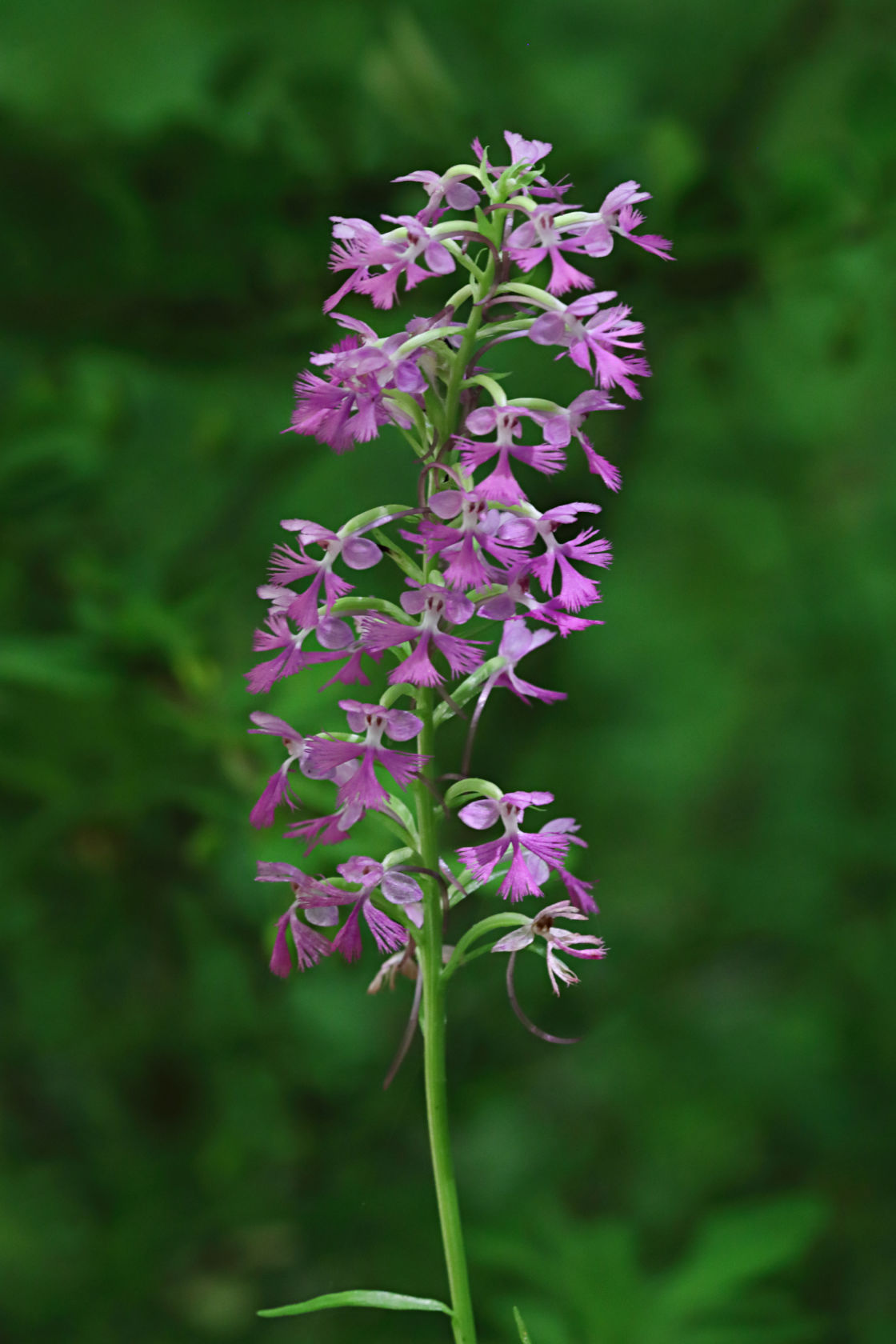 Small Purple Fringed Orchid