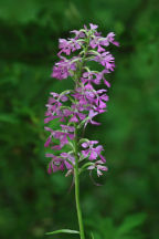 Platanthera psycodes