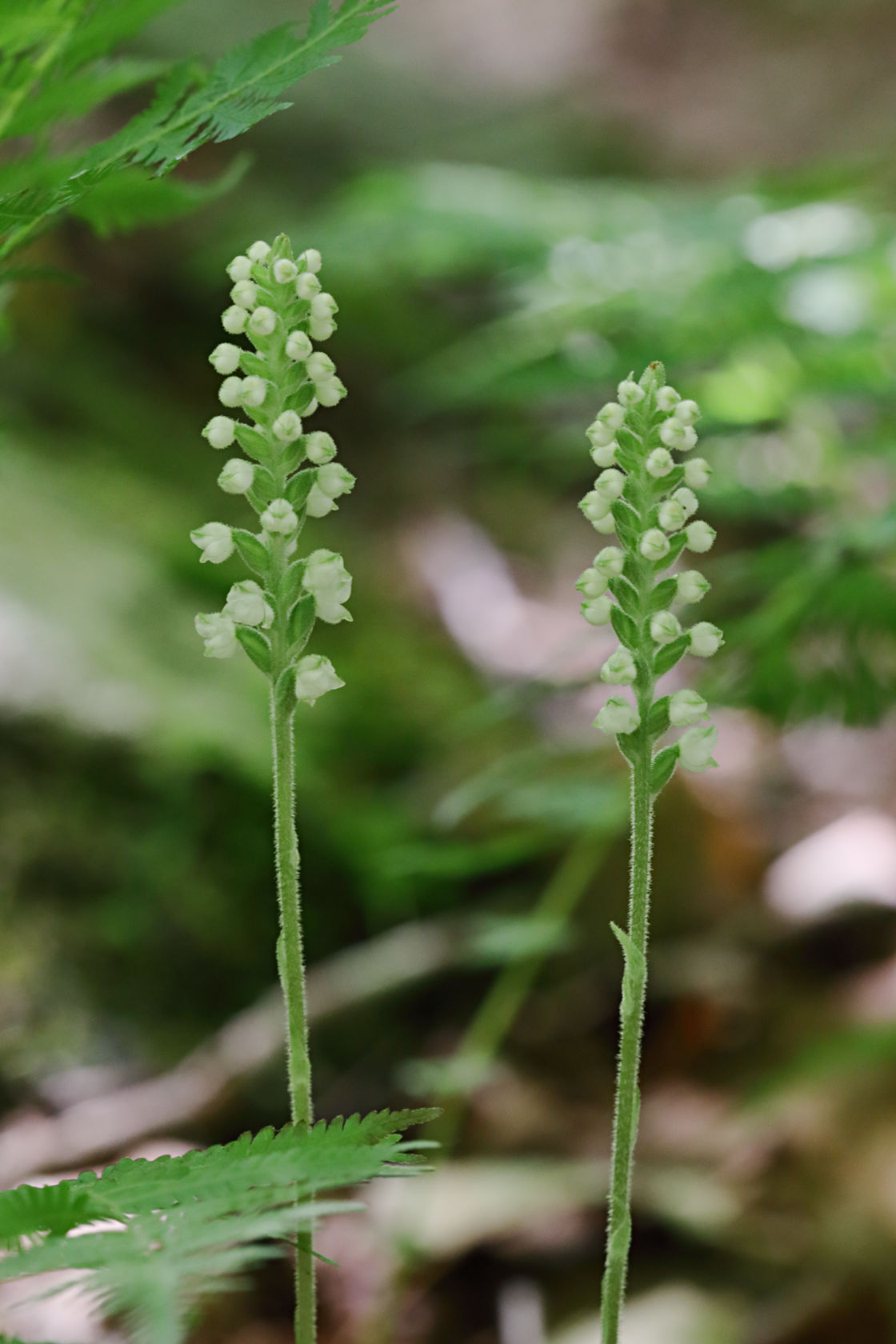 Downy Rattlesnake Plantain