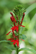 Cardinal Flower