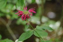 Monarda didyma