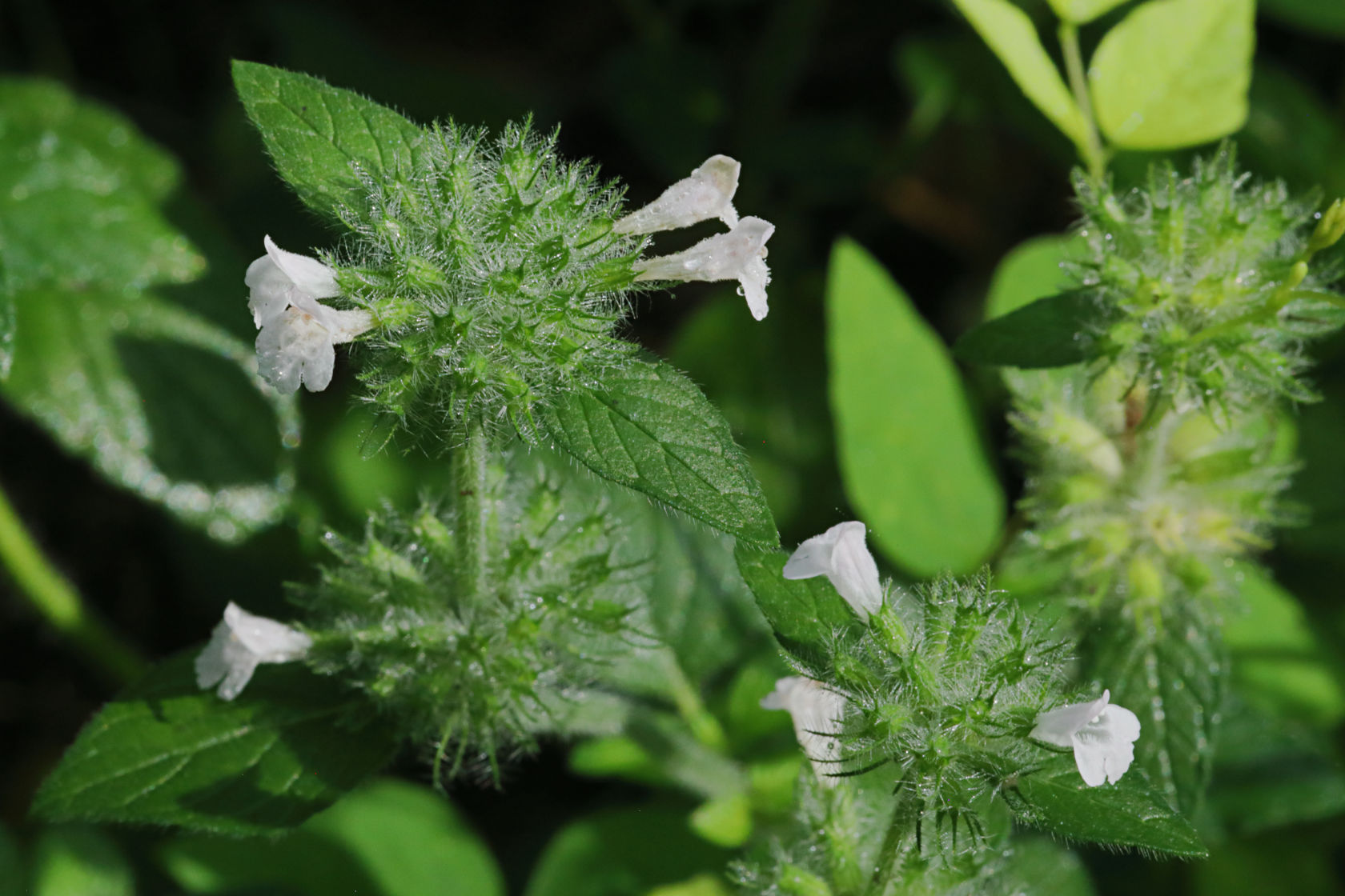 Wild Basil