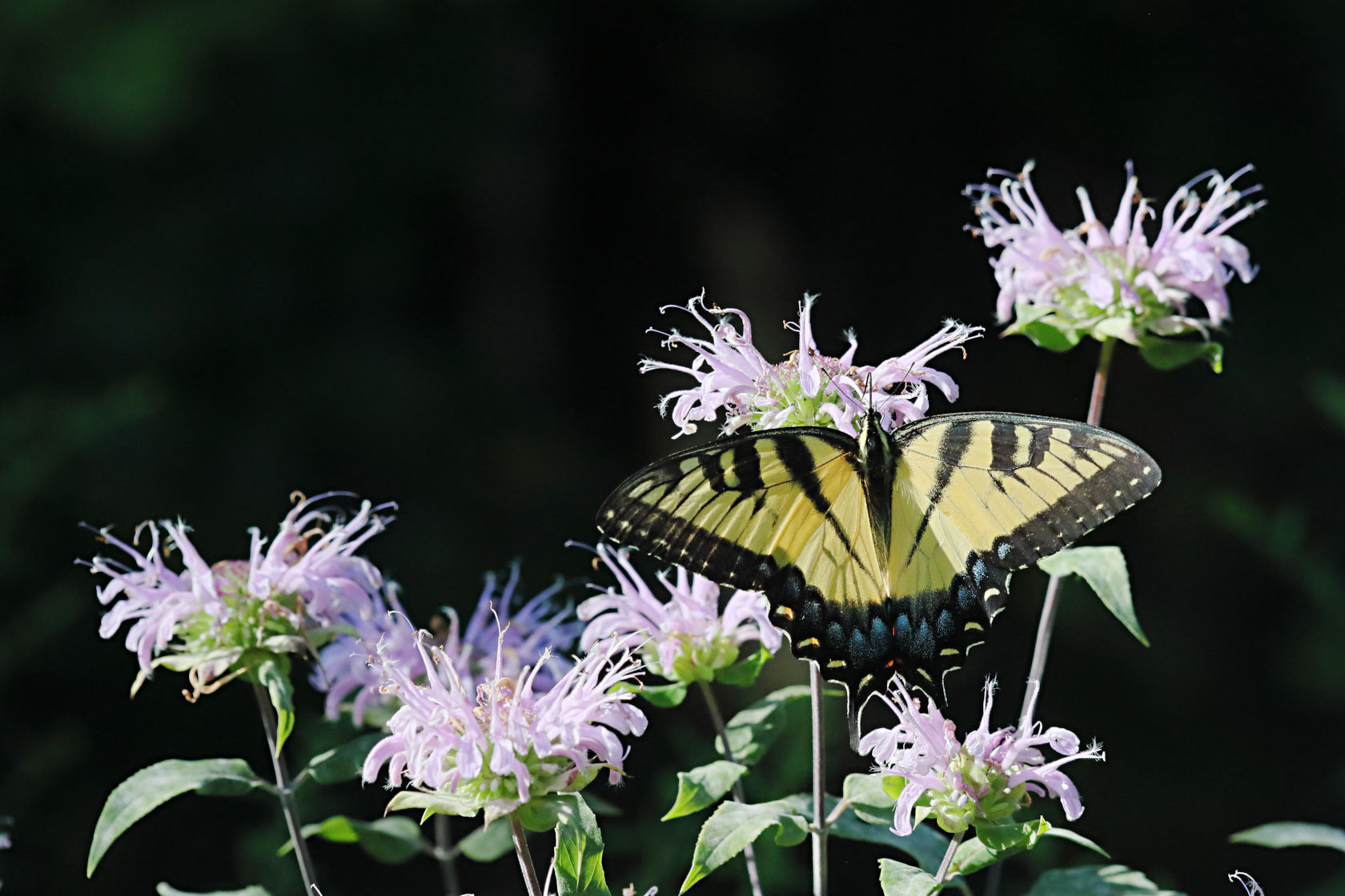 Eastern Tiger Swallowtail on Wild Bergamot