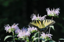 Eastern Tiger Swallowtail on Wild Bergamot