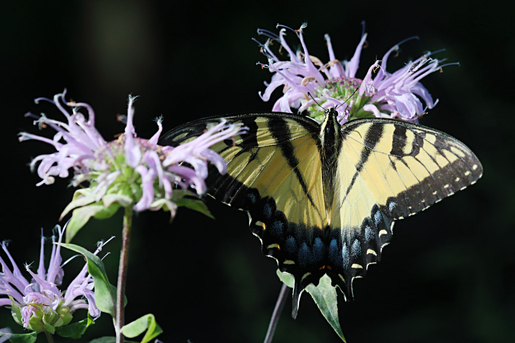 Eastern Tiger Swallowtail on Wild Bergamot