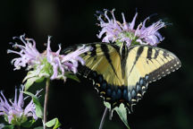 Monarda fistulosa