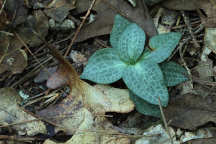 Goodyera tesselata