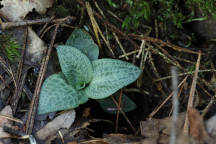 Goodyera tesselata